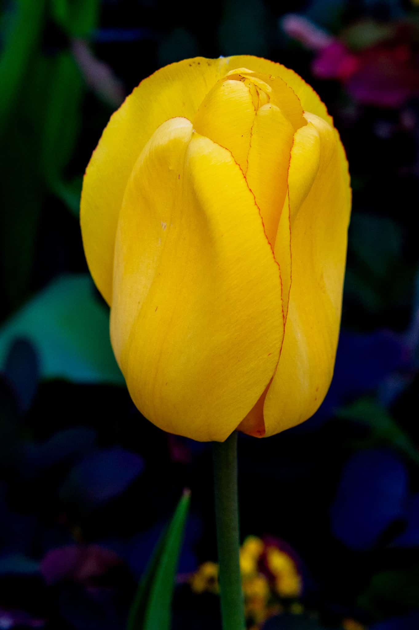 This portrait of a yellow tulip highlights the faint red edge of its petals.