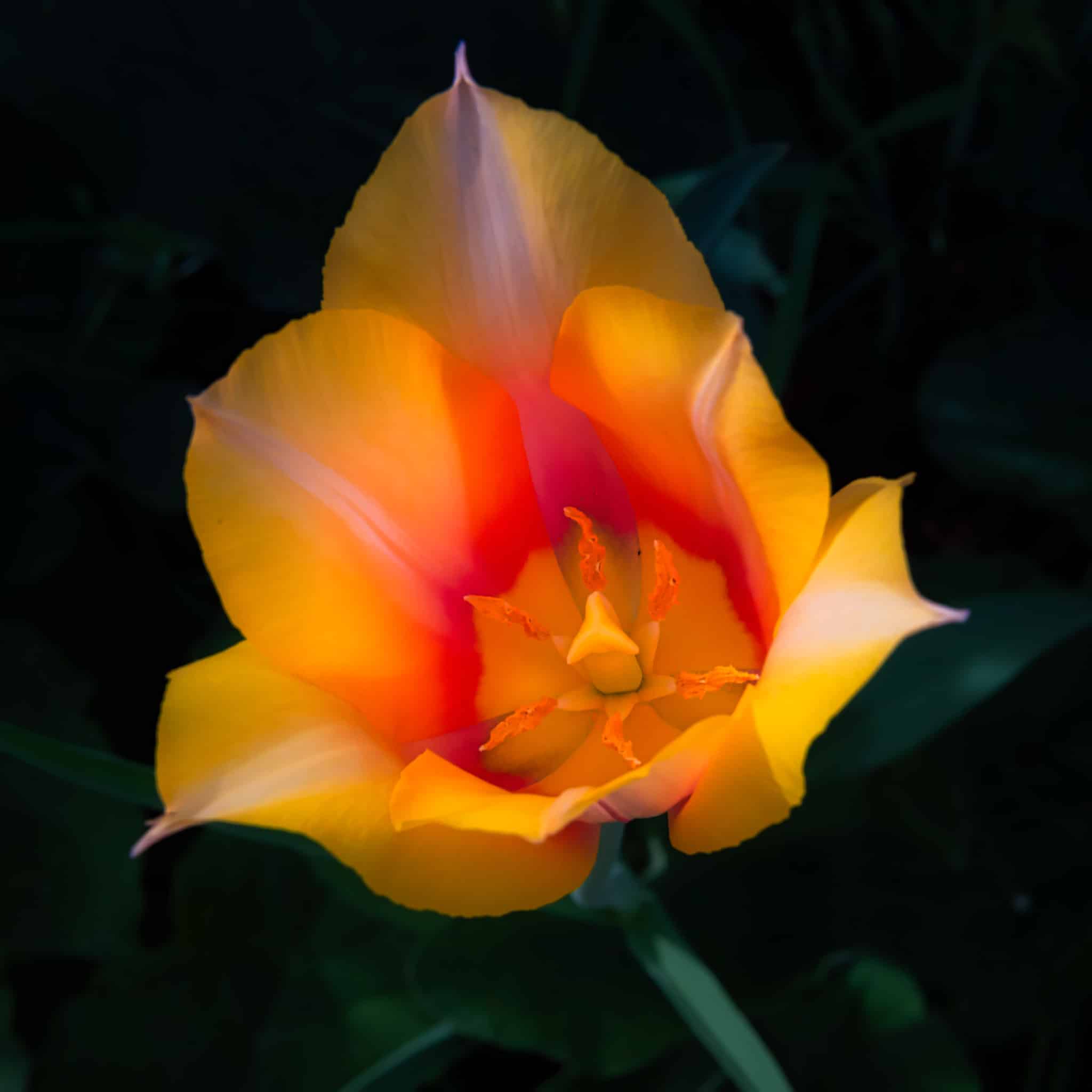 This yellow and peach-colored Dutch tulip catched the early morning spring light in Boulder, Colorado.