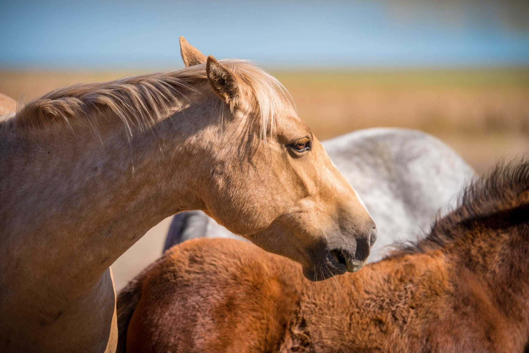 This close-up of a wild horse was taken on BLM land near San Luis, Colorado.
