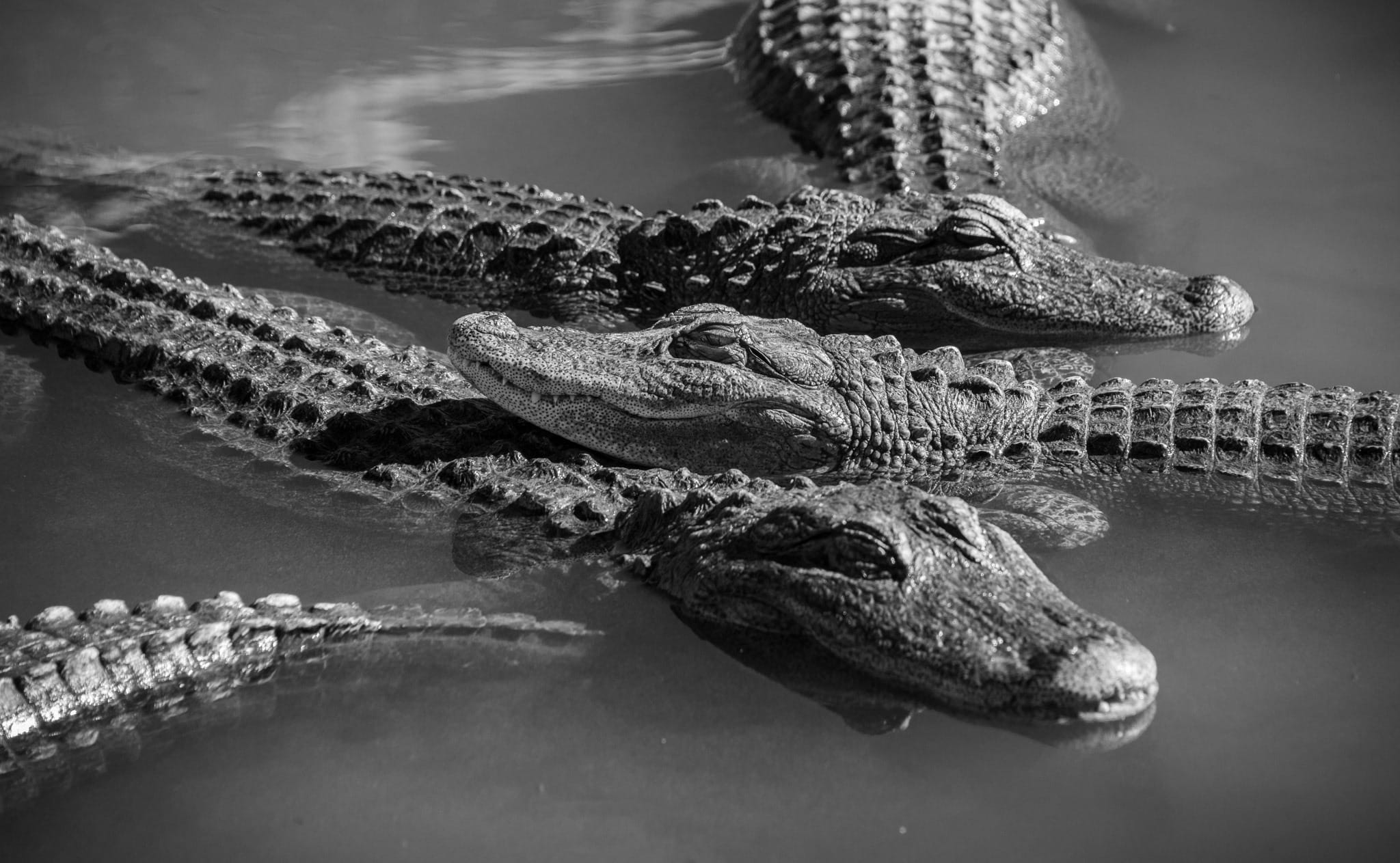 These young alligators are living in the same area within Colorado Gators near Hooper, Colorado. When they become older, it will not be safe to house them in the same enclosure because male alligators are very territorial.