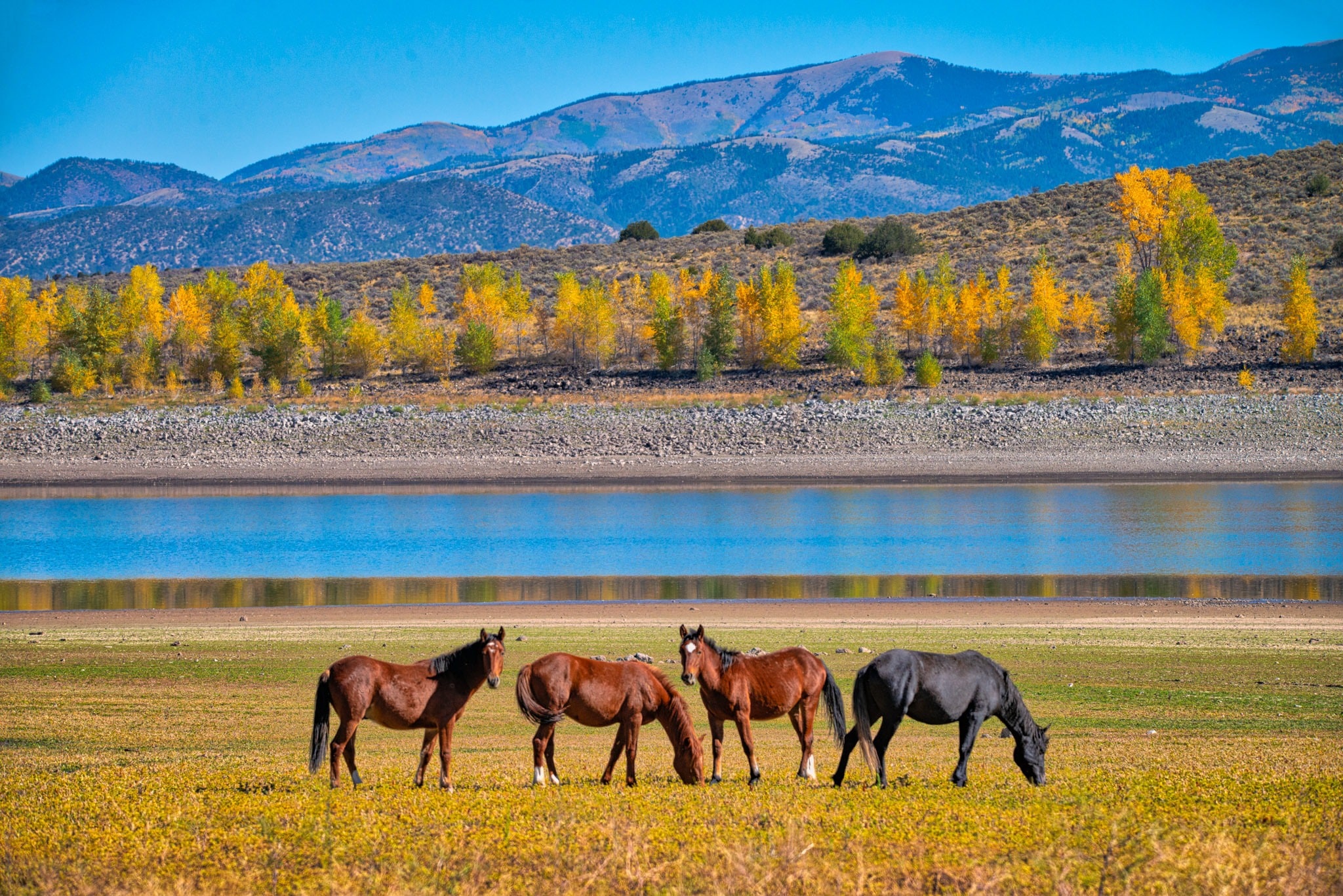 These wild horses are grazing along the Sanchez Reservoir on San Pedro Mesain the San Luis Valley of Colorado.