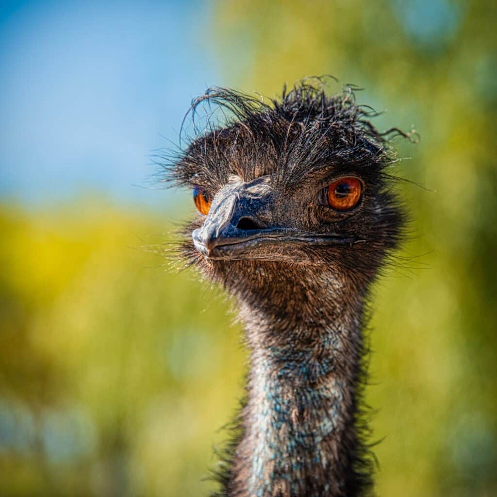 The emu is the second-largest living bird by height, after its flightless relative, the ostrich. There are several emus at the Colorado Gators rescue near Hooper, Colorado.