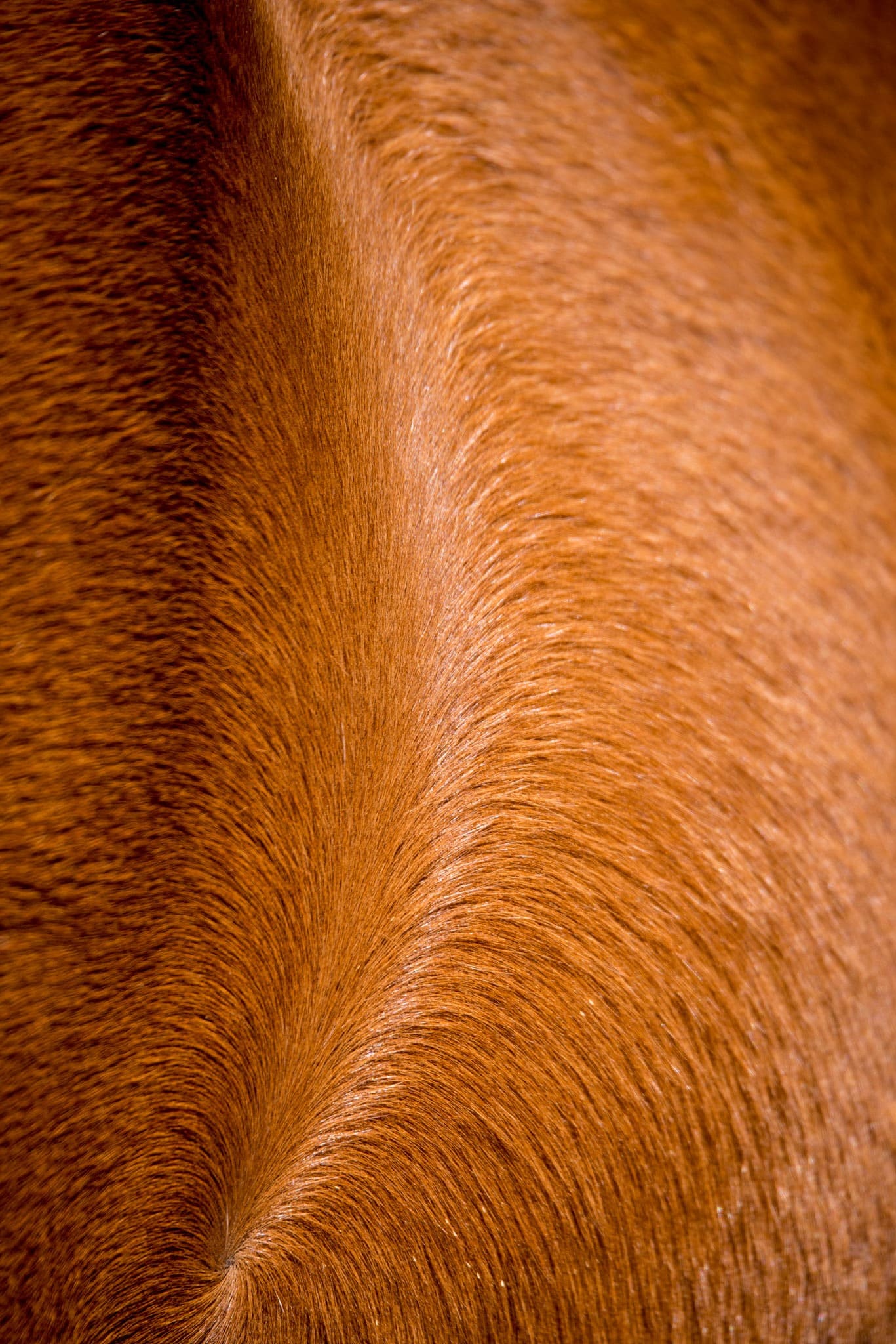 This is a close-up of the pattern made by the hair growing on the neck of a wild horse on San Pedro Mesa in the San Luis Valley of Colorado.