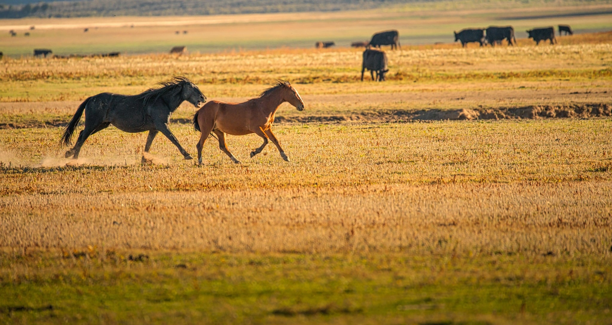 One wild horse is chasing another, ready to bite its rump if it gets close enough. These wild horses are found on the San Pedro Mesa in the San Luis Valley of Colorado.