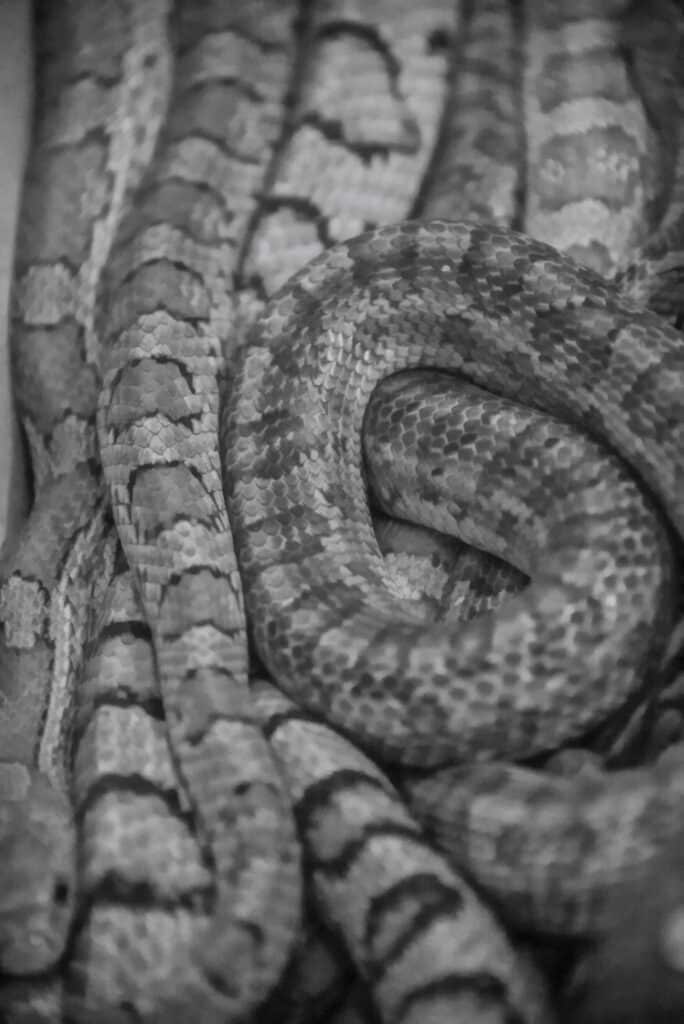 This is a close-up view of a large number of snakes clustered together at the Colorado Gator Reptile Park in Hooper, Colorado.