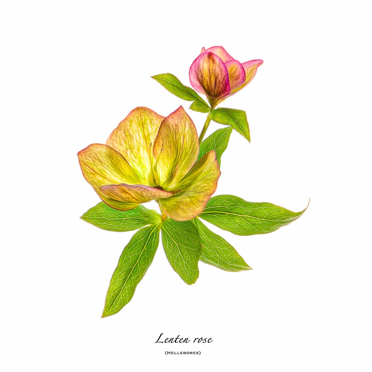 A portrait of an early spring Lenten Rose (hellebores) from our garden on white background.