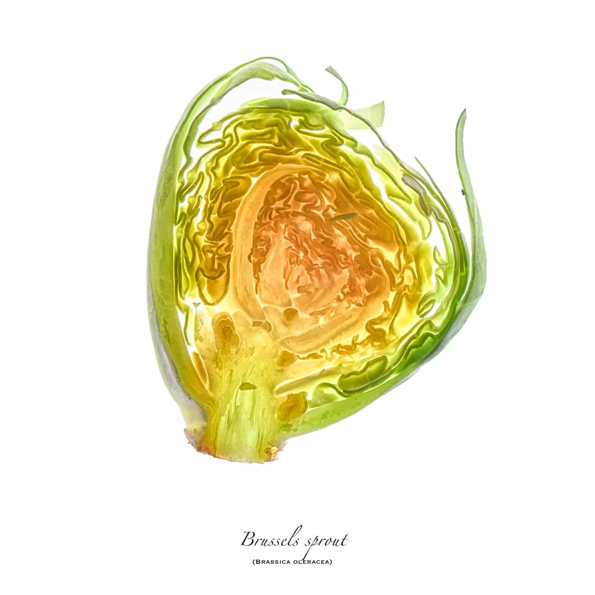Light shines through this slice of a Brussels Sprout (Brassica oleracea) on a white background.