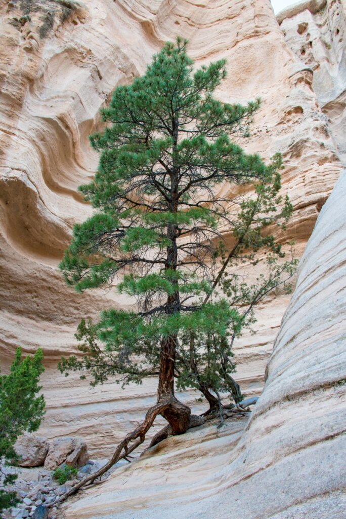 A single Ponderosa pine tree grows in the volcanic tuff amid the tent formations in Kasha-Katuwe Tent Rocks National Monument in northern New Mexico.