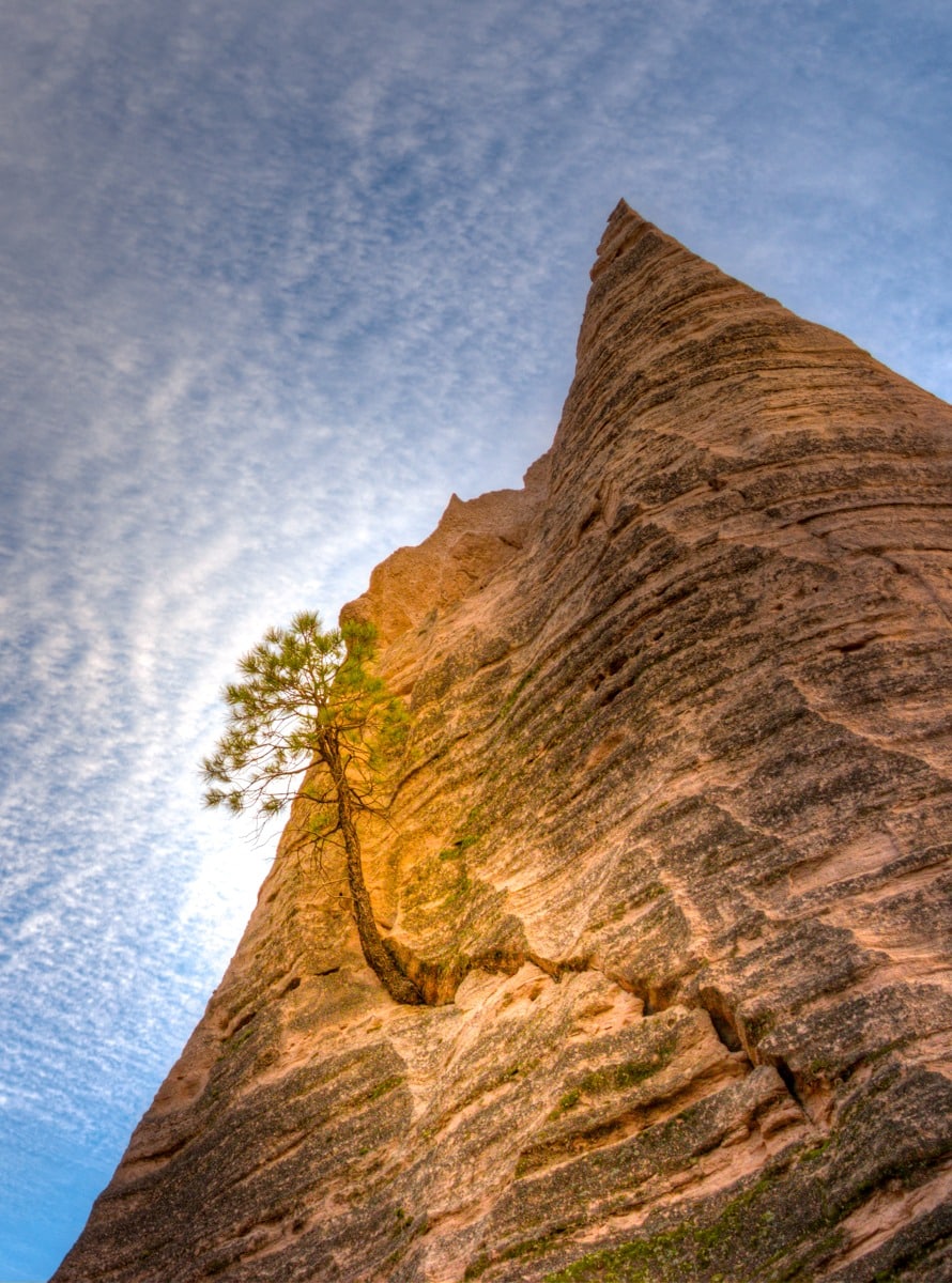 A single Ponderosa pine tree grows on the side of one of the tent formations in Kasha-Katuwe Tent Rocks National Monument in northern New Mexico.