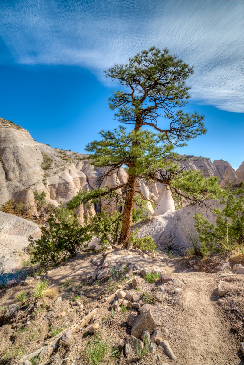 A single Ponderosa pine tree grows in the volcanic tuff amid the tent formations in Kasha-Katuwe Tent Rocks National Monument in northern New Mexico.