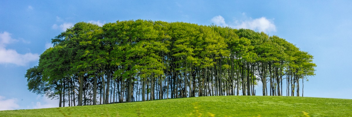 In the English countryside stands this stately grouping of trees in a field along the A30 spur road in Devonshire, England.