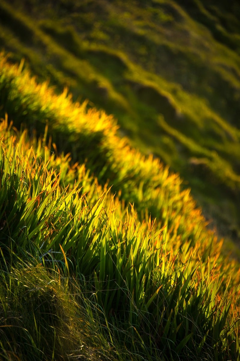 This is a closeup view of grass-covered slopes along Fistal Bay near Newquay in Cornwall, England.