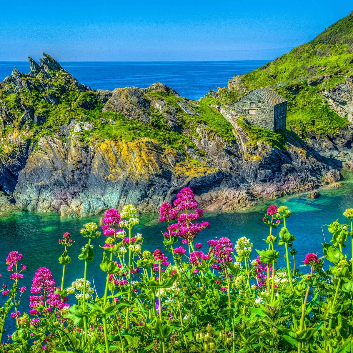Old stone house at the entrance of the port of Polperro, Cornwall, England, United Kingdom. Cornish Valerian is in the foreground.