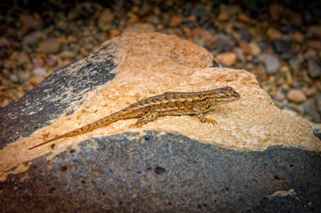 This common fence lizard soaks up the heat from thebasalt boulder in Wild Rivers Recreation Area near Questa, New Mexico.