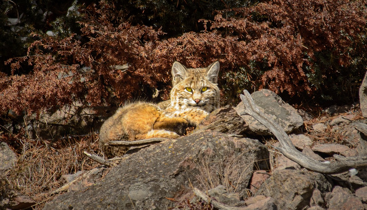 This bold bobcat was spotted just off the US 191 in Yellowstone National Park, Wyoming.