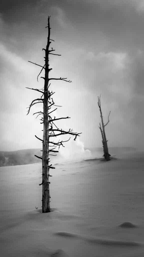 These dead trees in the Upper Geyser Basin are enveloped in the steam of numerous geysers and springs.
