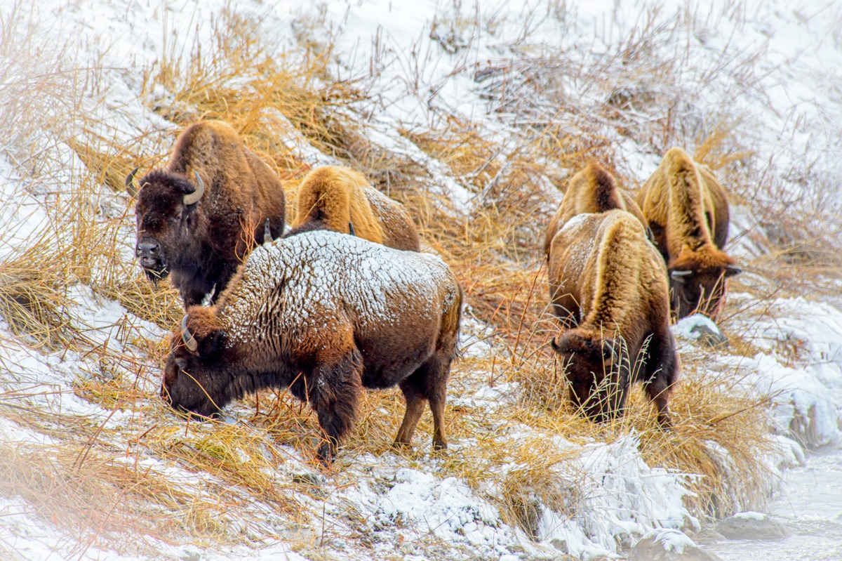 These bison are grazing along the Gardner River, near Rescue Creek, between Mammoth Village and Gardiner, Montana.