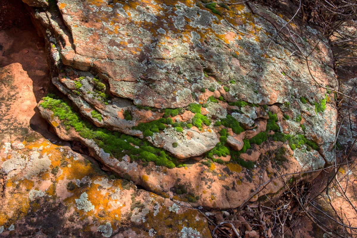 Bright green moss grows on a sandstone boulder along the trail to the pictographs at Palatki Heritage Site near Sedona, Arizona.
