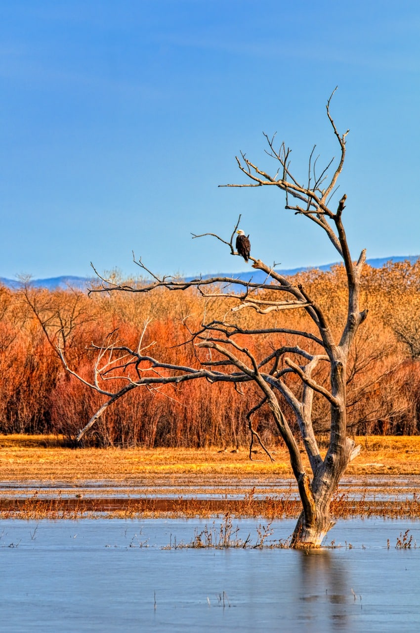 A Bald Eagle sits in a dead tree in one of the many ponds in Bosque del Apache, near socorro, New Mexico.
