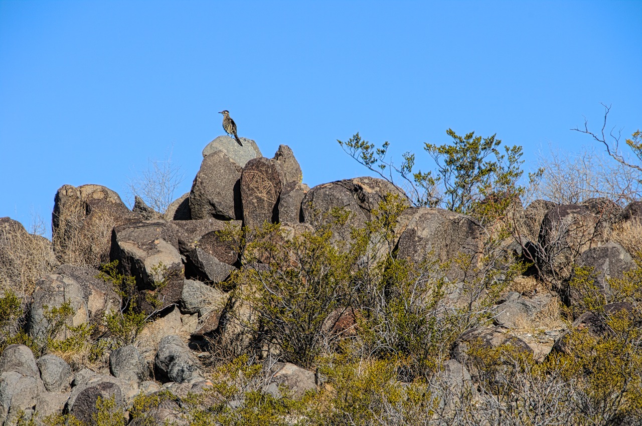 A Roadrunner sits among the petroglyphs at Three Rivers Petroglyph Site north of Alamogordo, New Mexico.