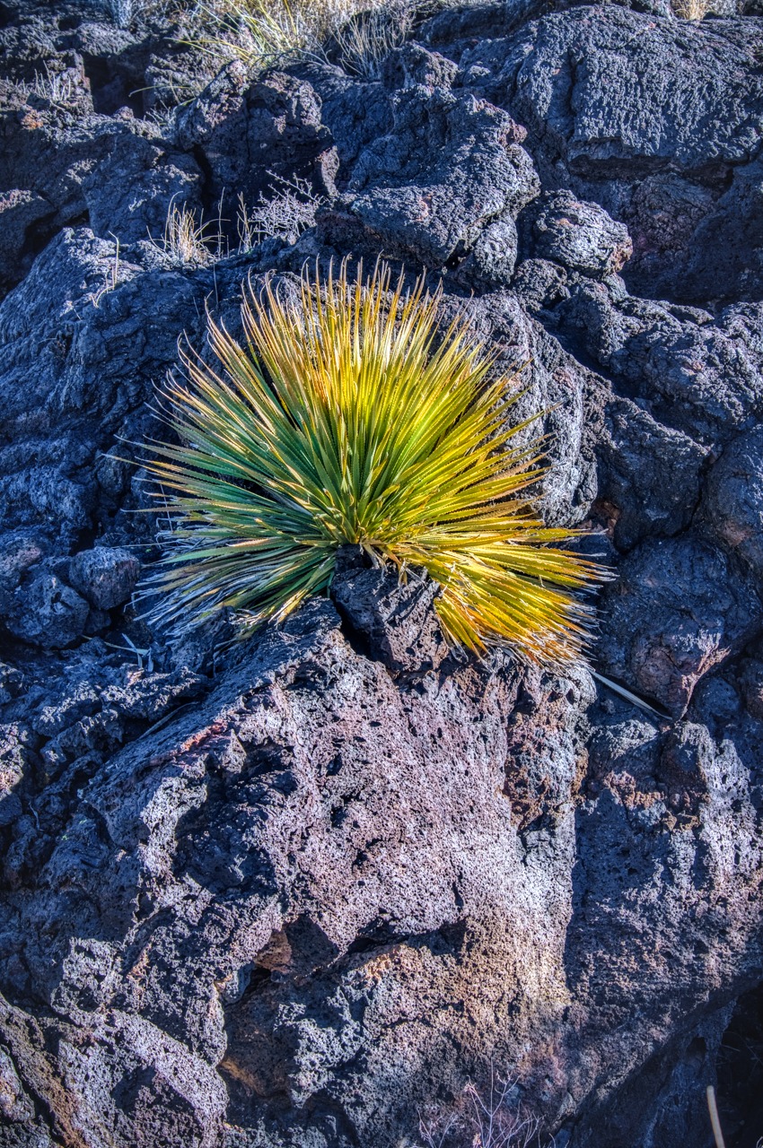 A yucca plant grows out of the lava in Valley of Fires, near Alamogordo, New Mexico.