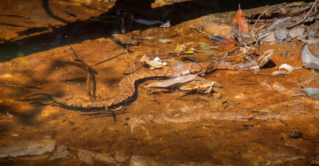 This well-camoflaged Copperhead waits silently in a small creek in south Alabama.