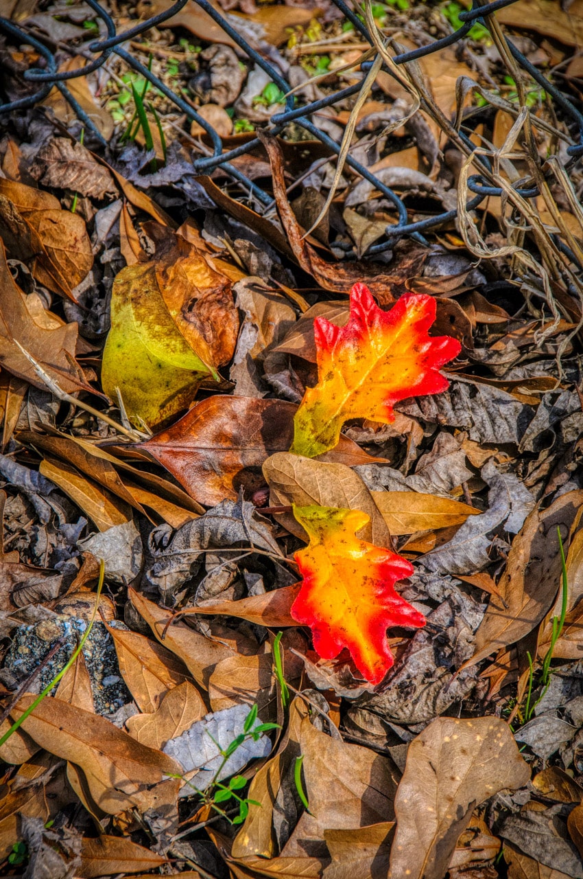 These colorful oak leaves stand out out from the brown vegetation in Evergreen, Alabama.