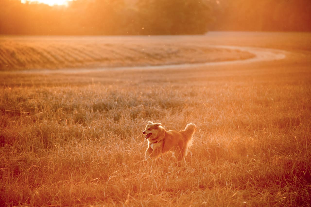 Tukai, the dog, is running through a field off of Brooklyn Road near Evergreen, Alabama.