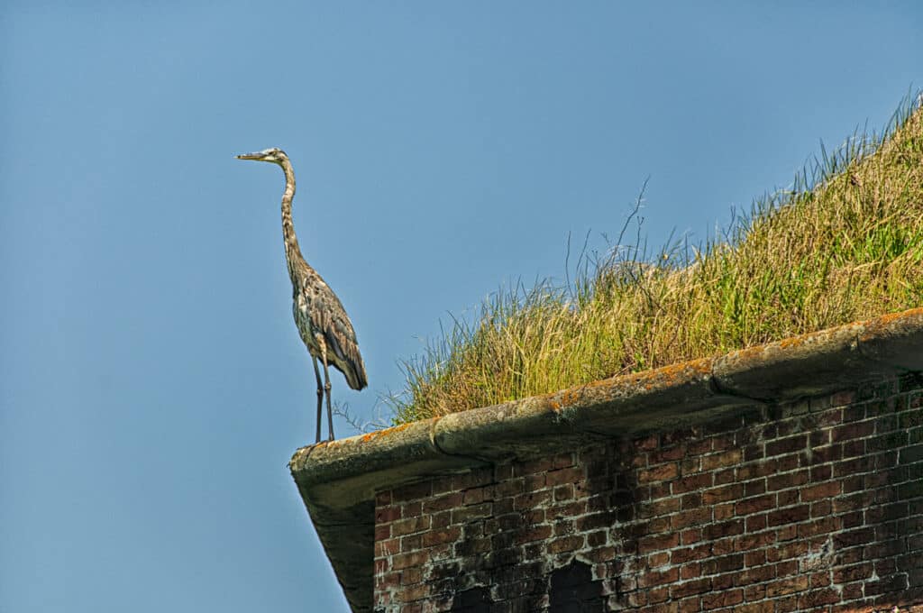 A juvenal blue heron perches atop the outer wall of Fort Morgan, at the tip of Mobile Point near Gulf Shores, Alabama.
