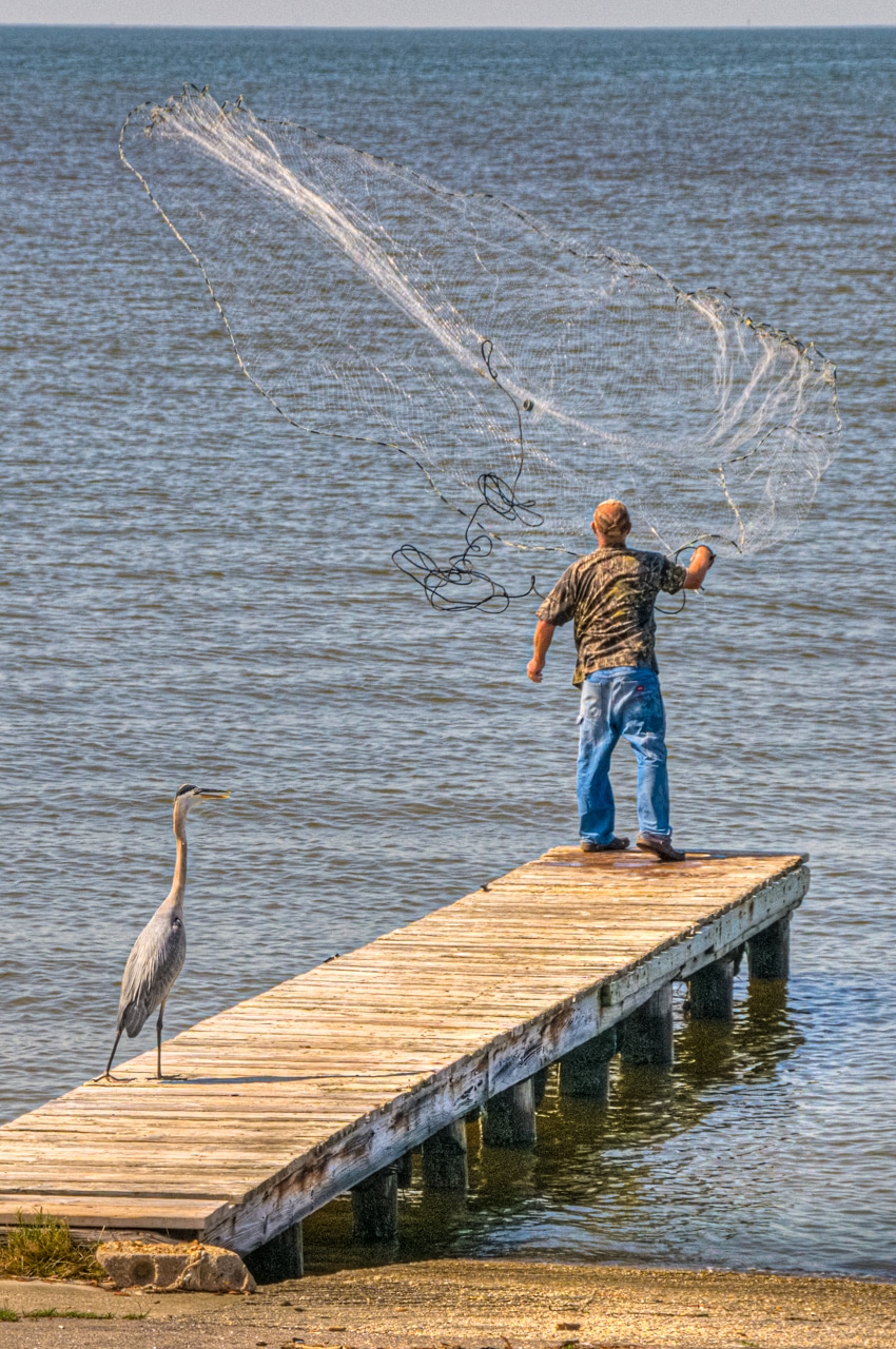 A Great Blue Heron looks on eagerly as a fisherman casts his net into Mobile Bay, Alabama.