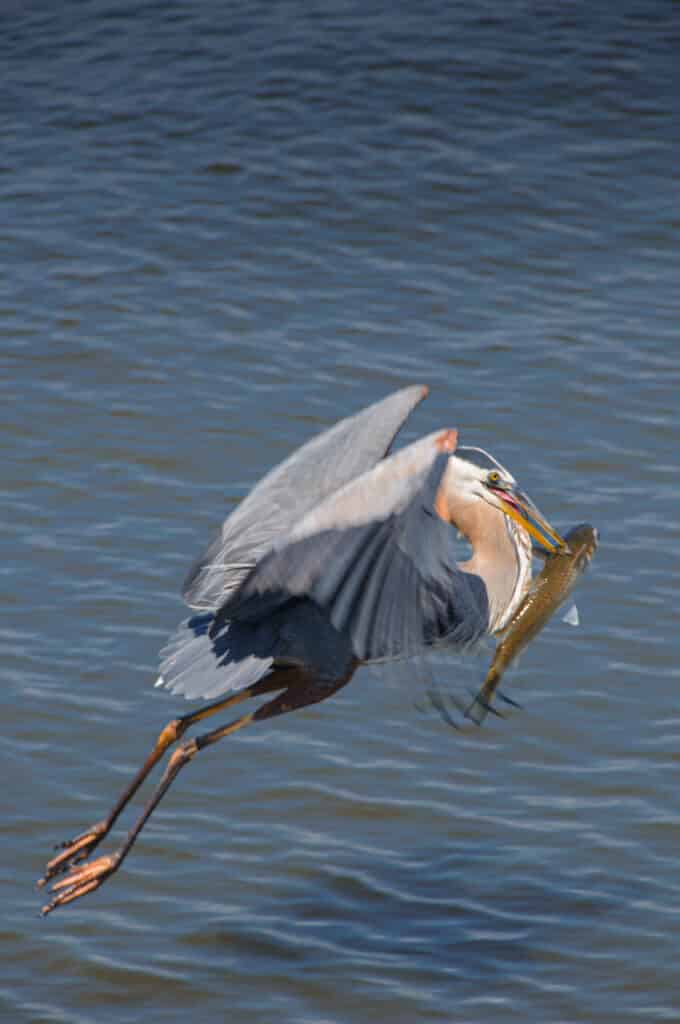 A Great Blue Heron flies off with a fisherman's newly caught fish in Mobile Bay, Alabama.