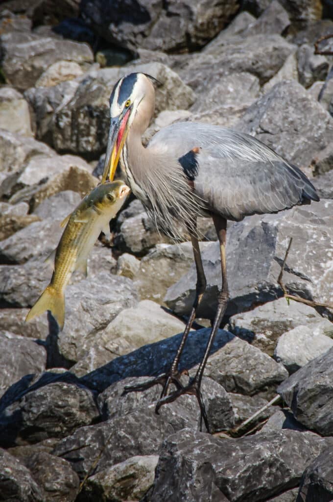 A Great Blue Heron prepares to eat a fish he stole from a fisherman in Mobile Bay, Alabama.