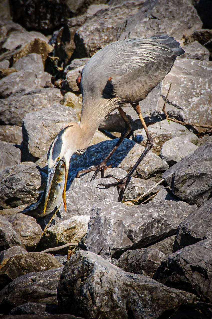 A Great Blue Heron prepares to swallow a fish he stole from a fisherman in Mobile Bay, Alabama.