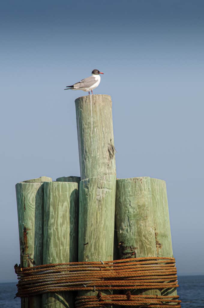 A black-headed seagull sits on pilings near the ferry ramp at Ft. Morgan, Alabama