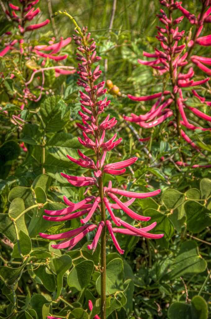 A small patch of Coral Bean growing near the ferry ramp at Fort Morgan, Alabama.