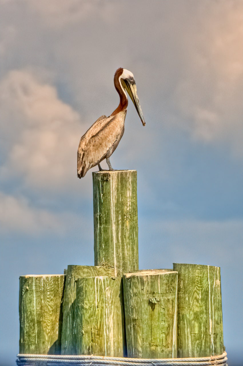 A brown pelican keeps an eye out for fish while perching on a piling in Mobile Bay near Fort Morgan, Alabama.