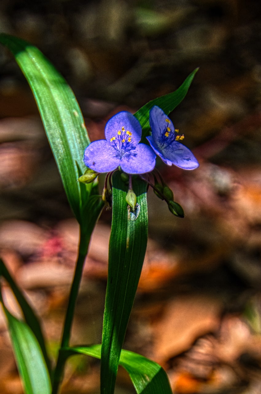 A lovely periwinkle blue Ohio spiderwort basks in the filtered sun along a trail in Shell Mound Park on Dauphin Island, Alabama.