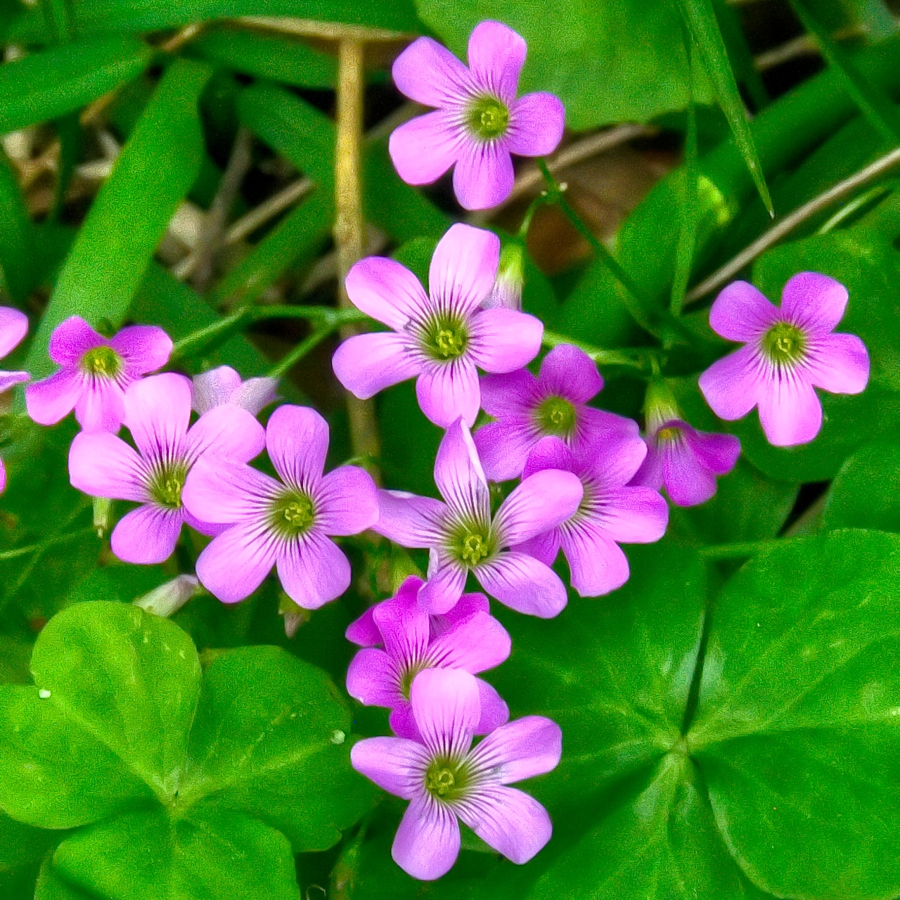 A close-up of a small patch of Wood Sorrel along a trail in Shell Mound Park on Dauphin Island, Alabama.