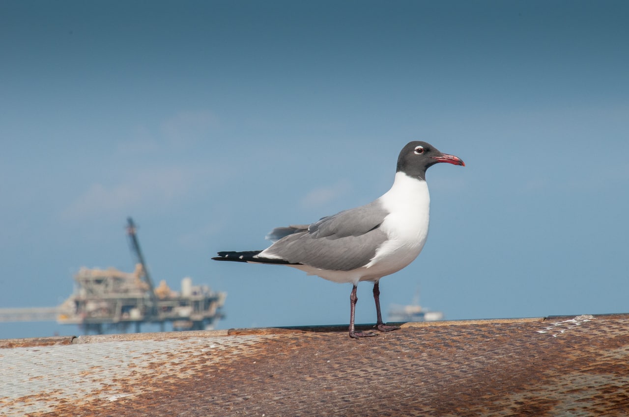 A black-headed seagull perches on the end of a ferry traveling between Fort Gaines and Fort Morgan, past dozens of oil-drilling platforms, in Mobile Bay, Alabama.