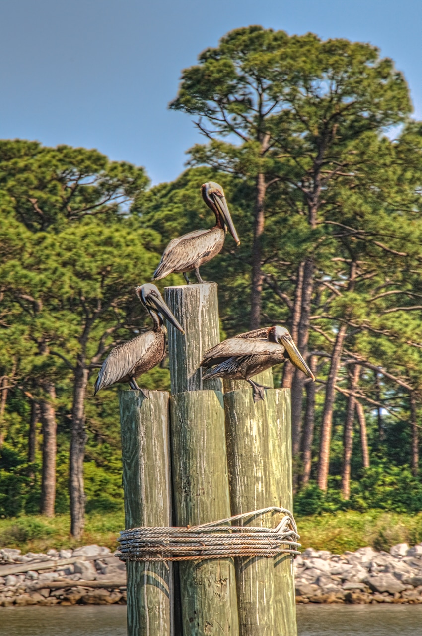 Three brown pelicans sit on pilings watching the return of a ferry to Fort Morgan on Mobile Bay, Alabama.