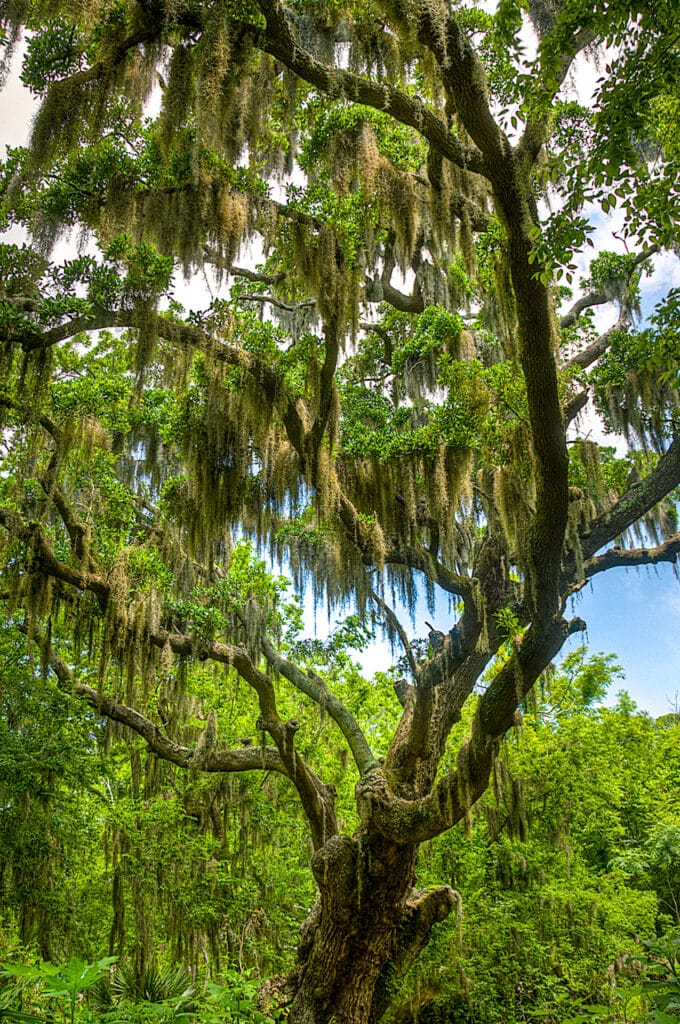 Spanish moss drapes the boughs of an ancient oak in Shell Mound Park on Dauphin Island, Alabama.