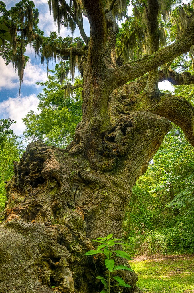 An ancient oak tree covered with Spanish moss stands in Shell Mound Park on Dauphin Island, Alabama.