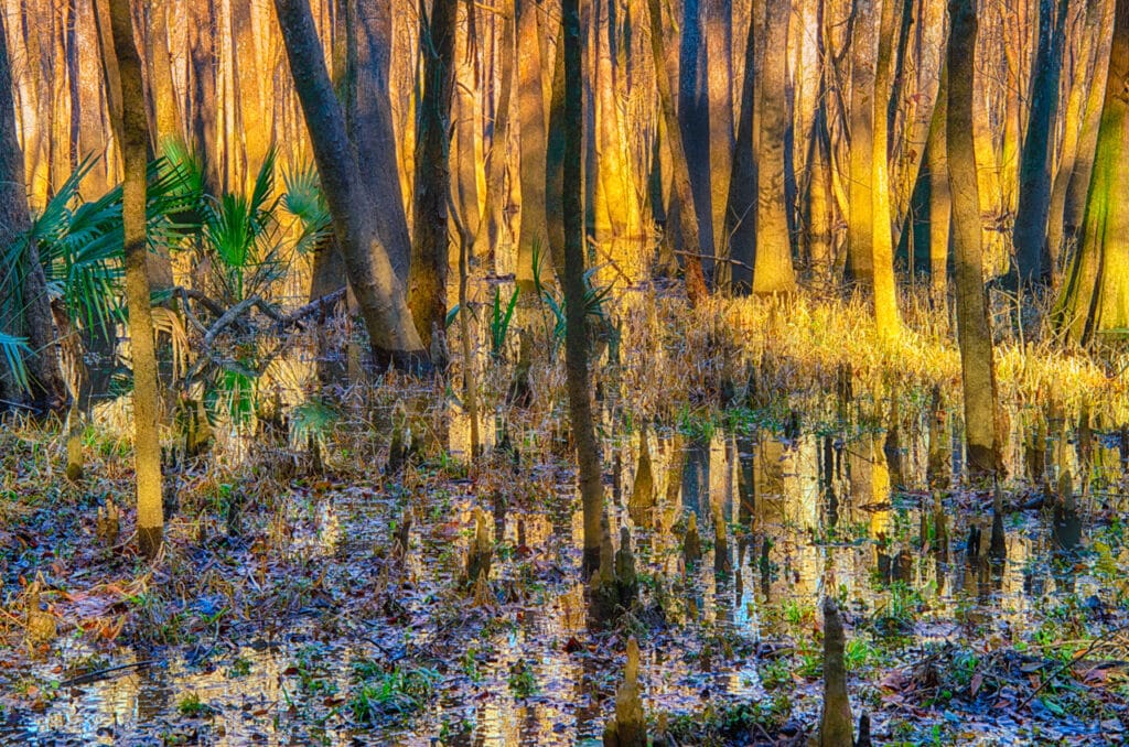 Cypress trees and palmettos are reflected in the swamp along the Tensas River north of Mobile Bay, Alabama.