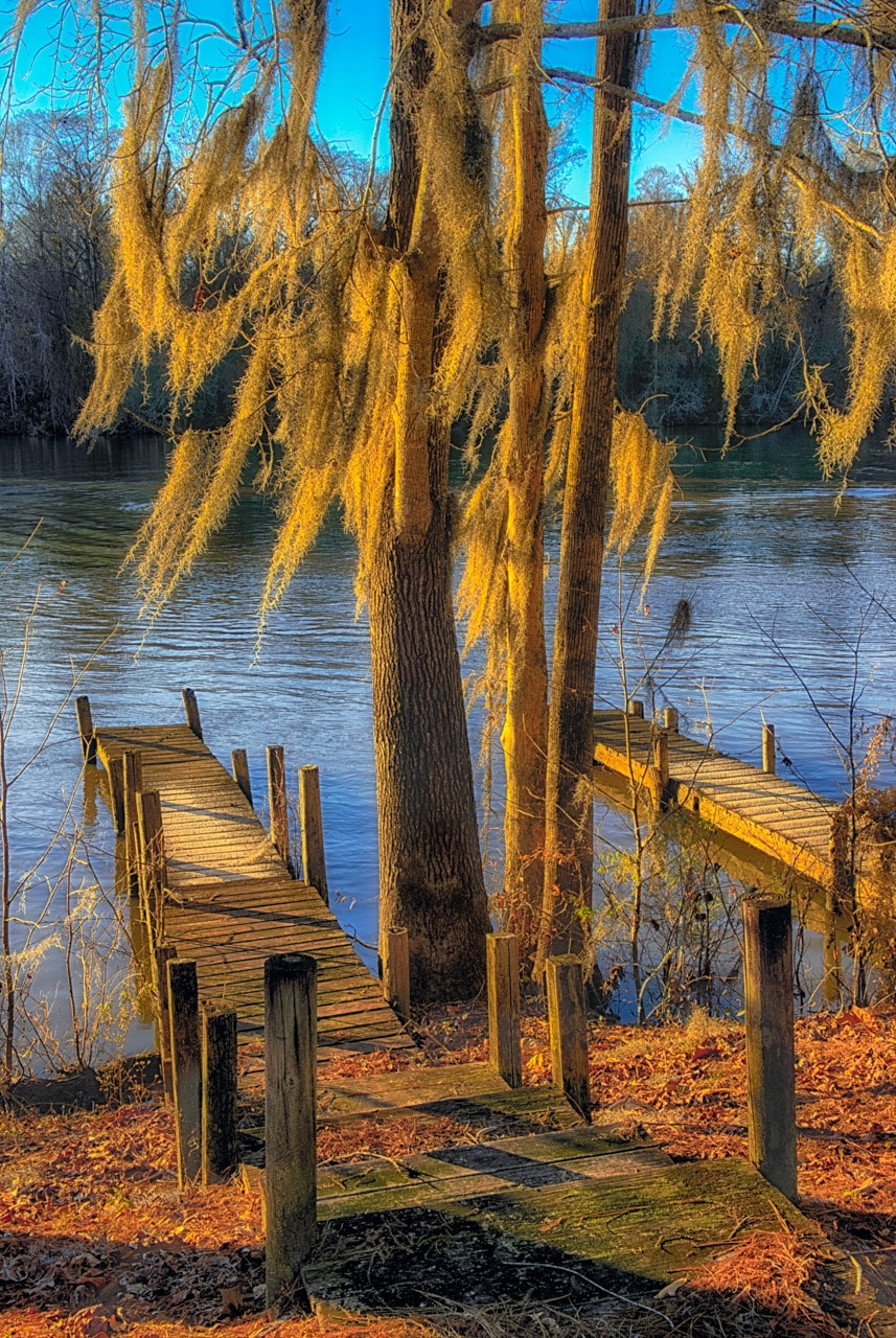 Spanish moss sways above two piers along the Tenses River upstream from Mobile Bay in Alabama.