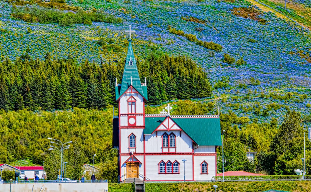 The church in the port town of Húsavík is a major landmark, with the belltower measuring 26 meters (over 85 feet) in height. It was built in 1907 from wood, a somewhat costly building material because it had to be imported from Norway. On the hillside behind the church is purple lupine.