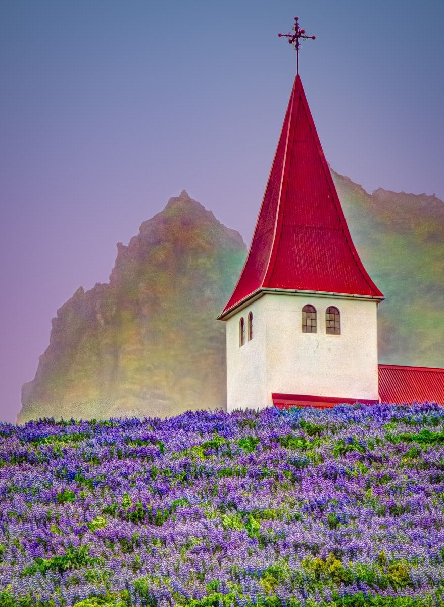 The church at Vik on the south coast of Iceland sits in a field of lupine.