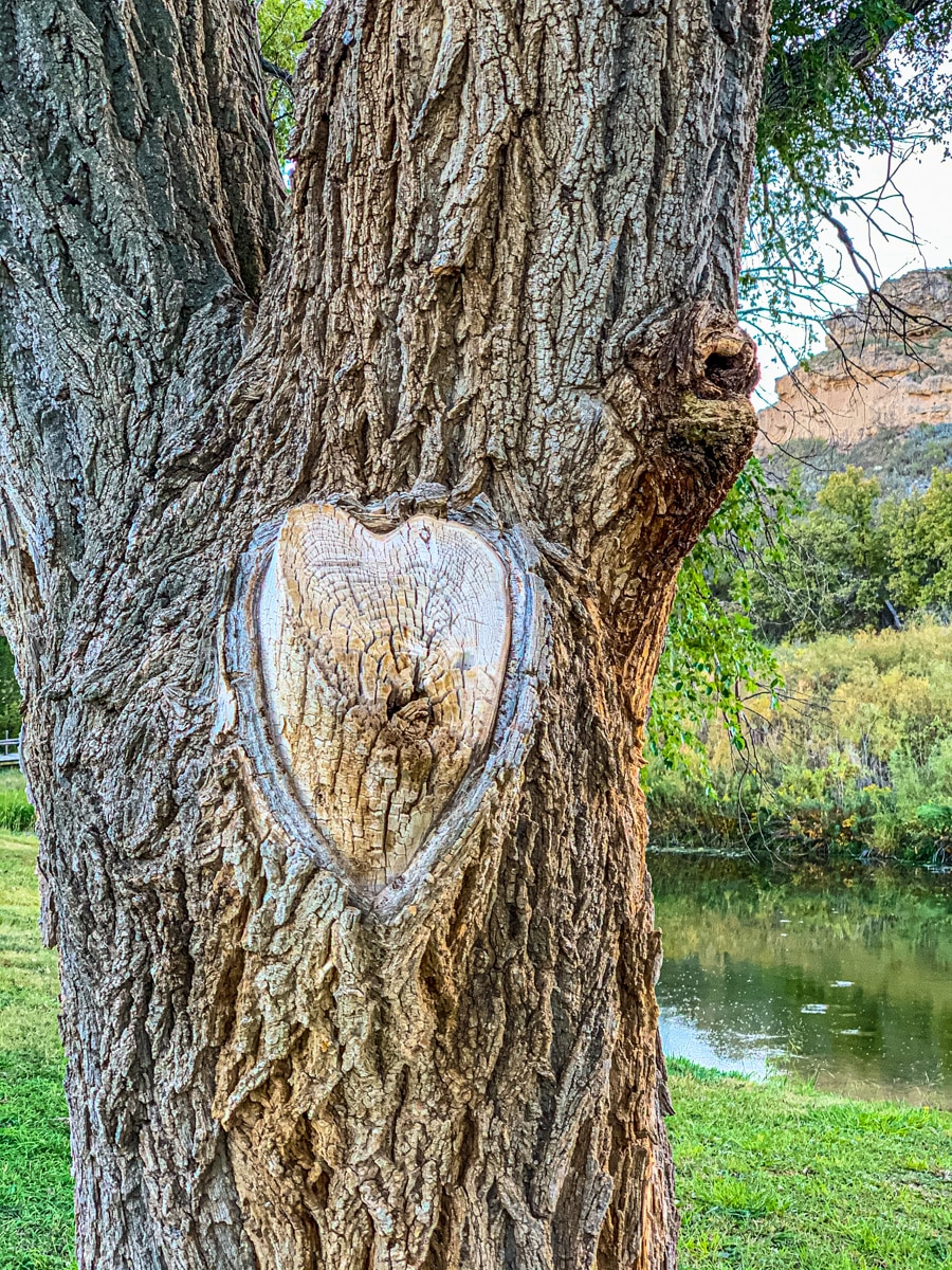 The scar from a sawn-off branch looks like a heart. This Cottonwood is located in Lake Scott State Park in Kansas.