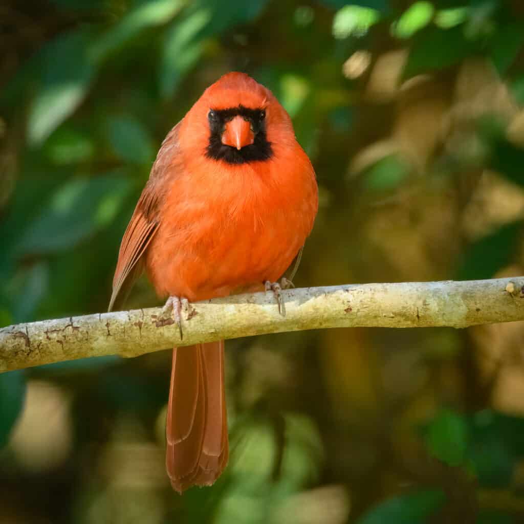 For all the world, this male cardinal looks like the cartoon character Angry Bird.
