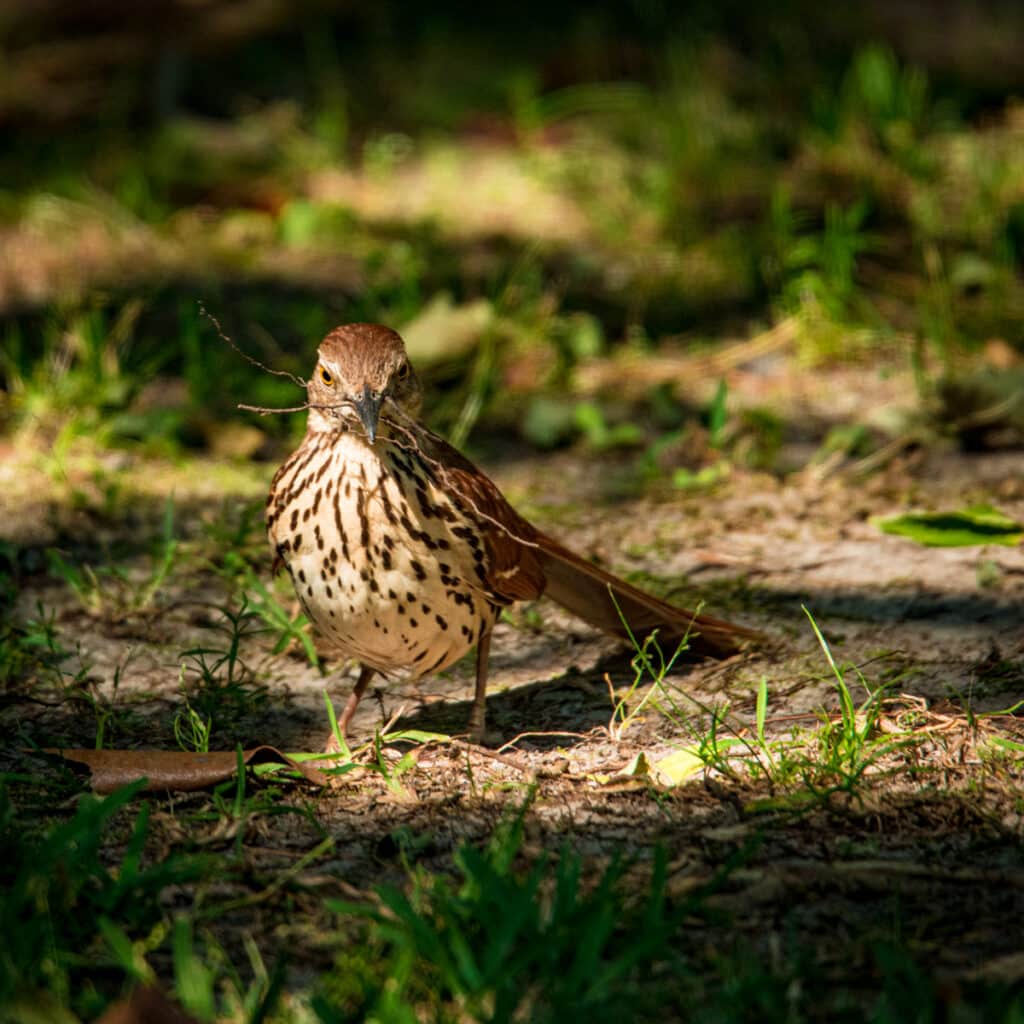 This brown thrasher is gathering material to add to or repair the nest. Thrashers are related to catbirds and mockingbirds. Their name may come from the fact they "thrash" the undergrowth looking for food.