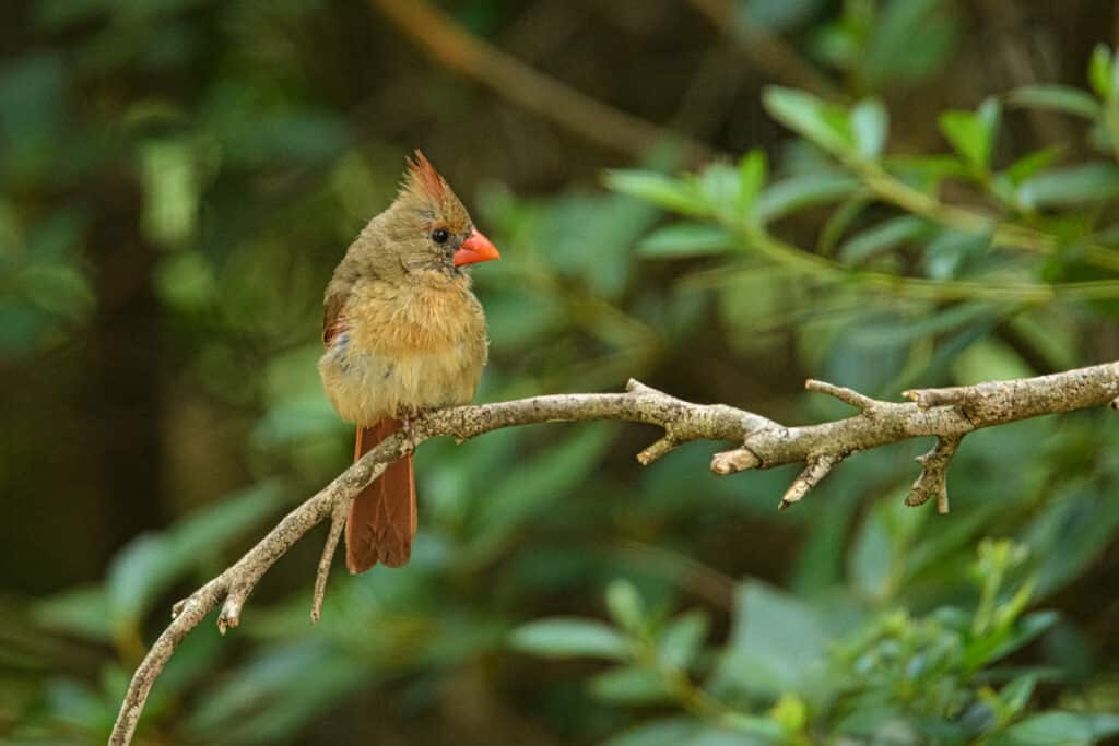 This female northern cardinal is awaiting her turn at our backyard feeder in Evergreen, Alabama.